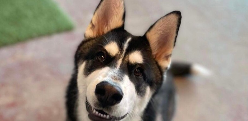 Happydozer